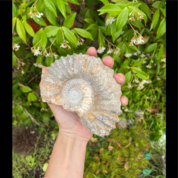 Other - Ammonite Fossil